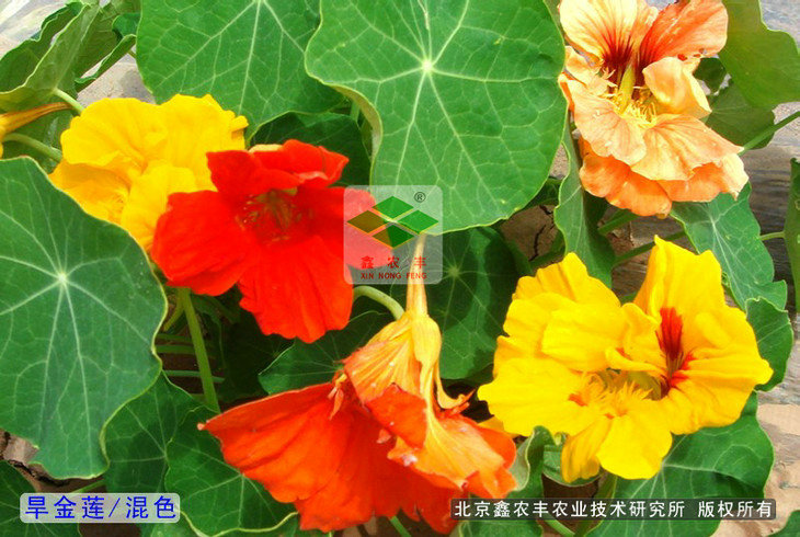 【花卉種子】景觀花卉種子一覽表